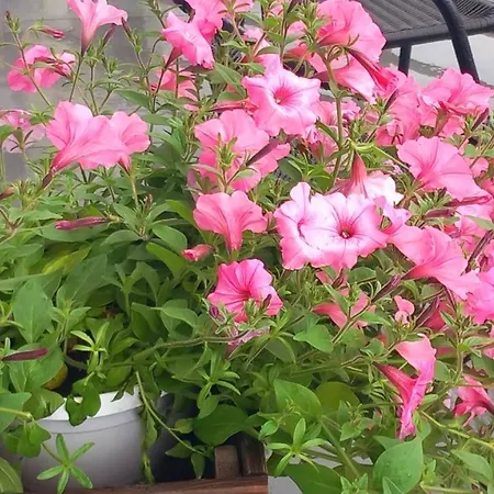 I Restauracja 13 Smakow Hotel *