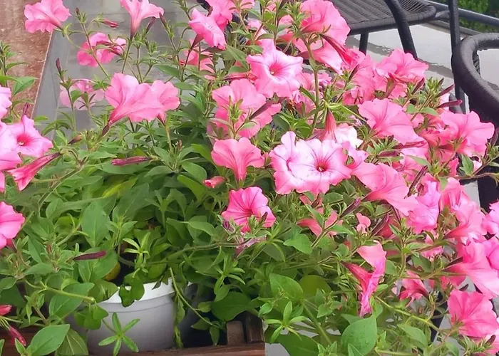 I Restauracja 13 Smakow 호텔 *